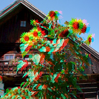 1315173486sonnenblumen_am_bauernhaus.jpg